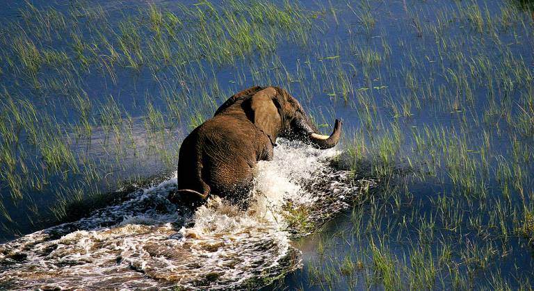 Elefante en Delta del Okavango