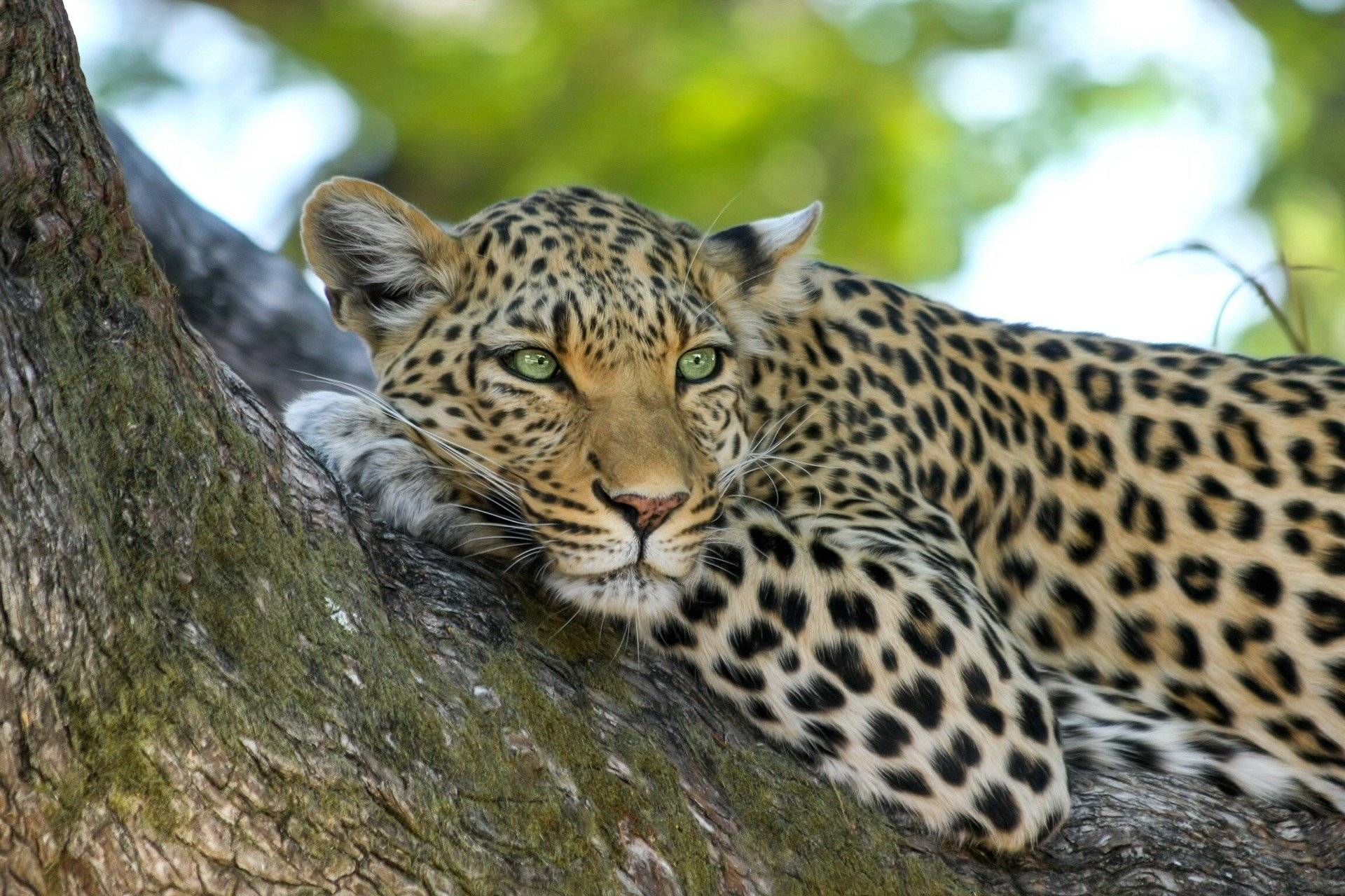 Leopardo en Botswana - The Indiana Travel - Viajes a Botswana