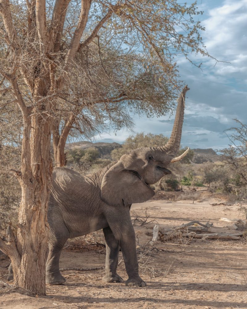 NAMIBIA - INDIANA TRAVEL NAMIBIA - INDIANA TRAVEL