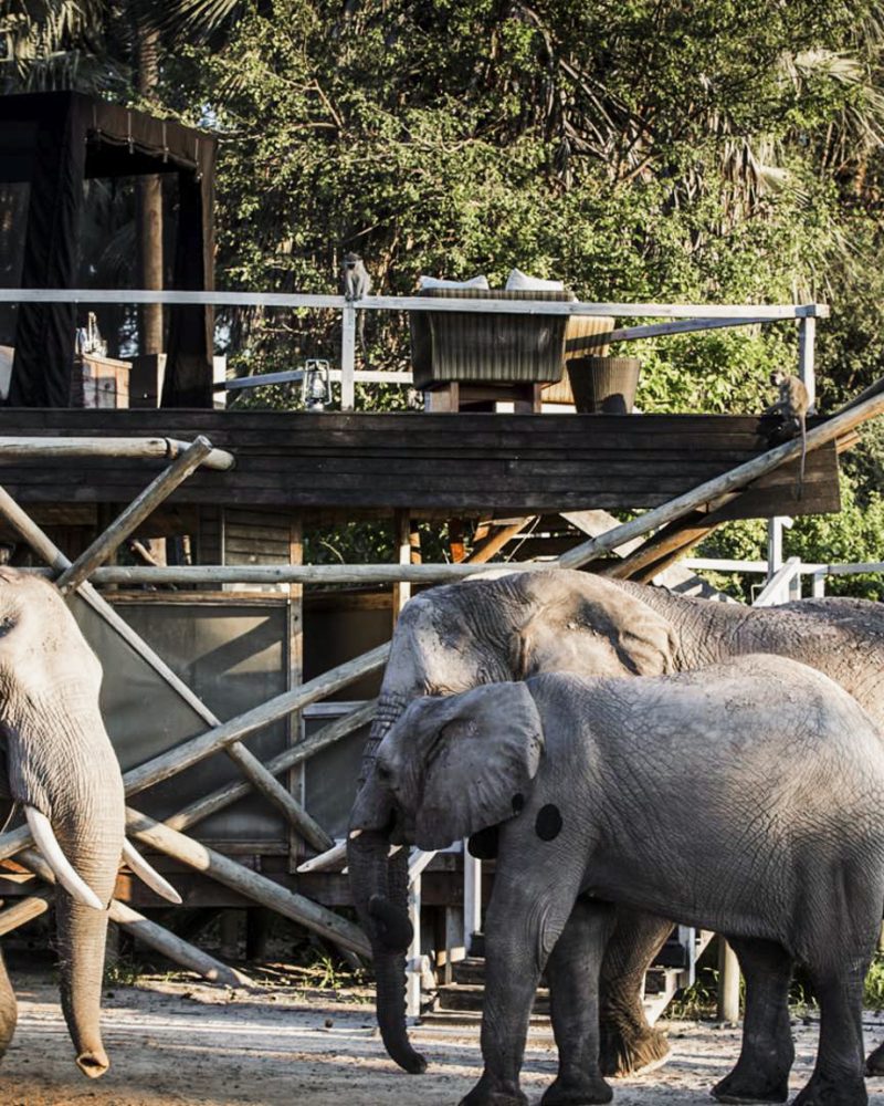 Abu Camp - Botswana - The Indiana Travel Experiences6 Abu Camp - Botswana - The Indiana Travel Experiences6