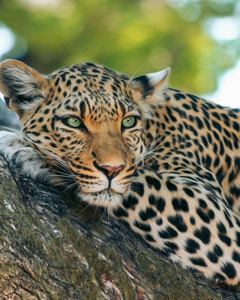 LEOPARDO - BOTSWANA - THE INDIANA TRAVEL LEOPARDO - BOTSWANA - THE INDIANA TRAVEL