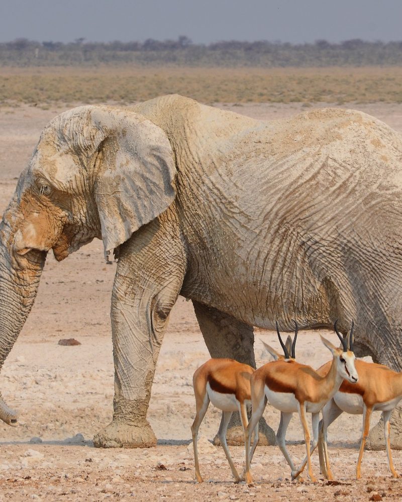 Viajes a Namibia - The Indiana Travel Experiences11 Viajes a Namibia - The Indiana Travel Experiences11