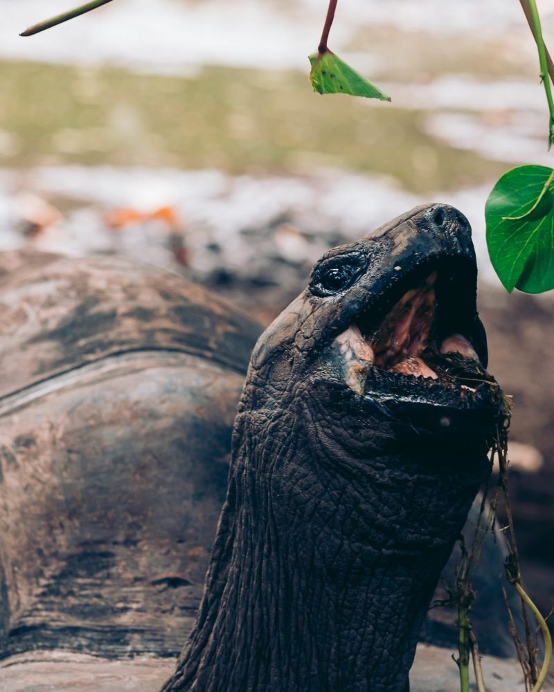 SEYCHELLES SEYCHELLES