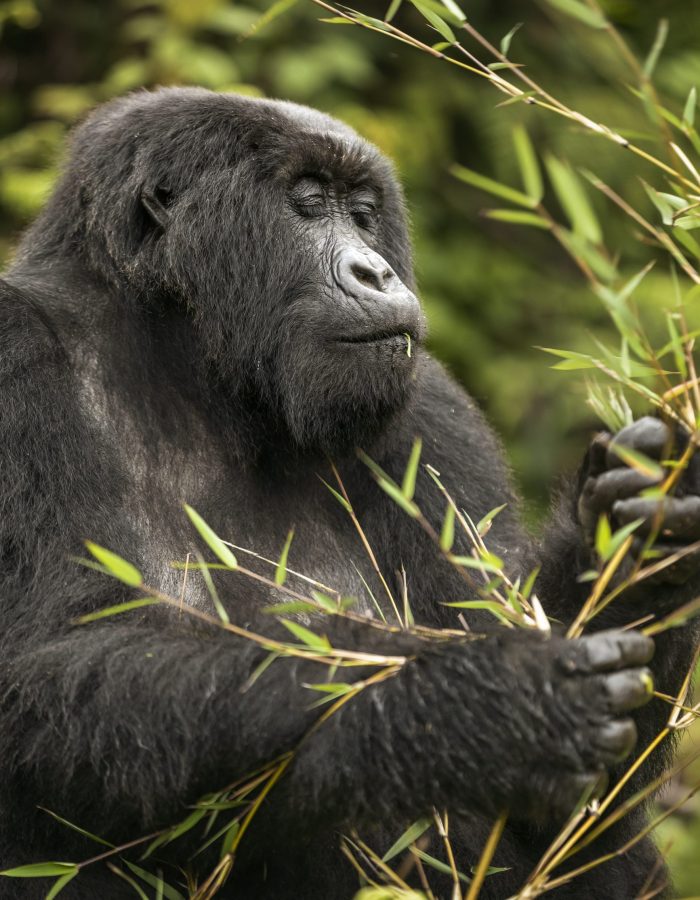 RUANDA - INDIANA TRAVEL RUANDA - INDIANA TRAVEL