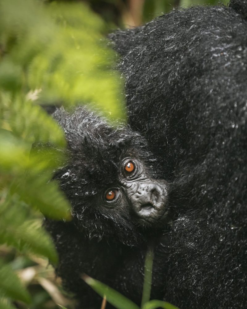 RUANDA - INDIANA TRAVEL RUANDA - INDIANA TRAVEL