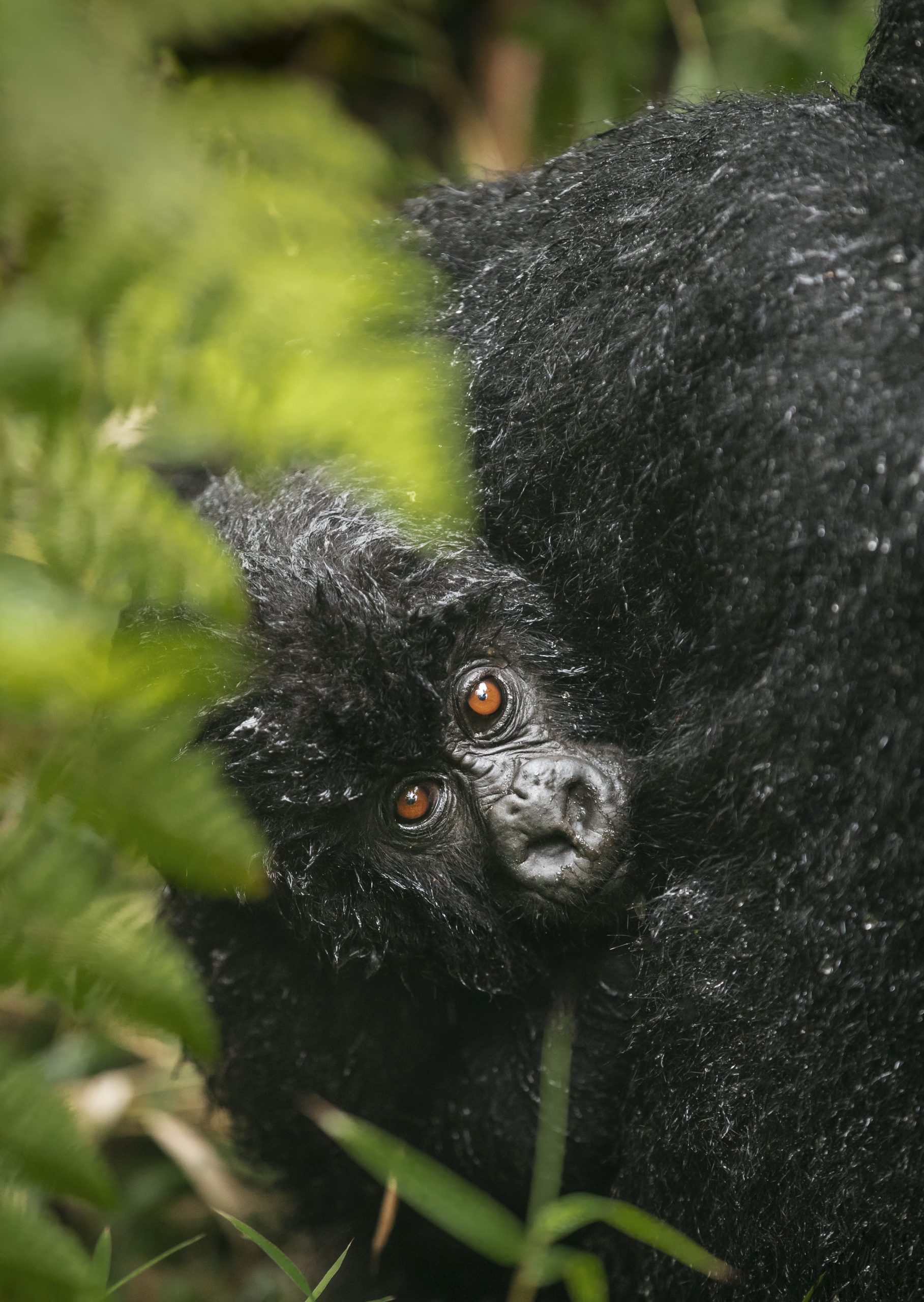 RUANDA - INDIANA TRAVEL