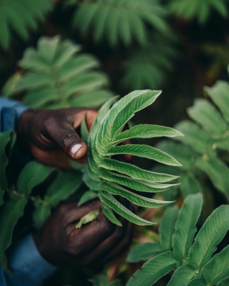 RUANDA - INDIANA TRAVEL RUANDA - INDIANA TRAVEL